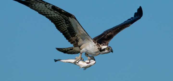 一条鱼换60万?|“竞标”钓鱼构成开设赌场罪的法律分析缩略图 一条鱼换60万?|“竞标”钓鱼构成开设赌场罪的法律分析缩略图